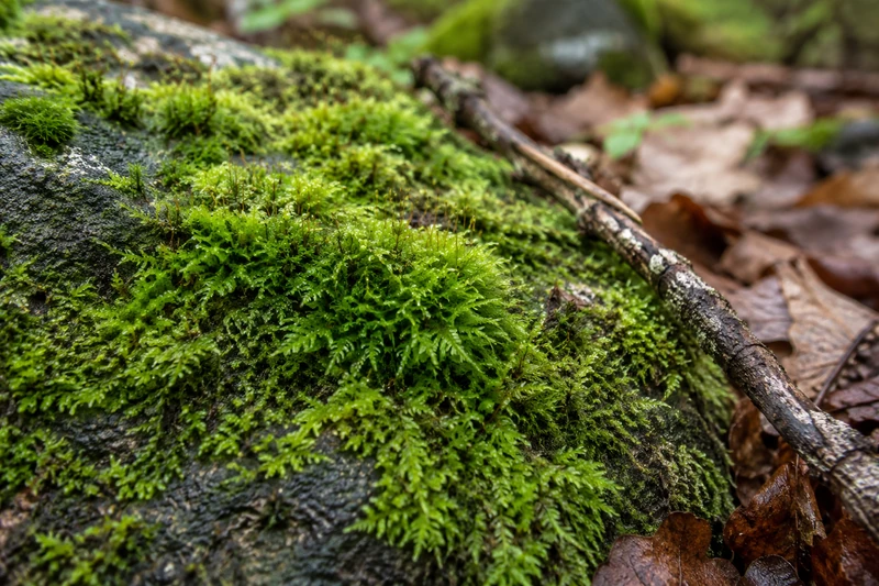 A close view of moss growing on a damp forest stone.